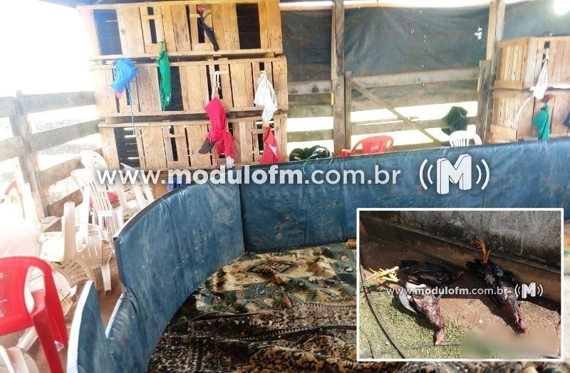 Mais de 50 pessoas são presas em rinha de galo no Distrito de São João da Serra Negra