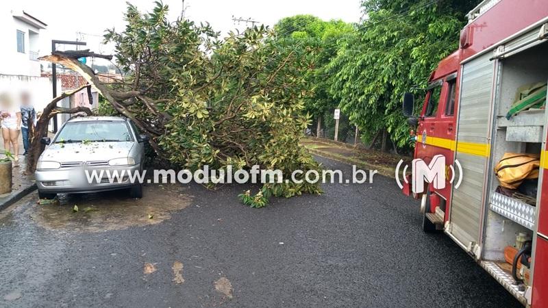 Árvore cai em cima de carro durante chuva em Patrocínio