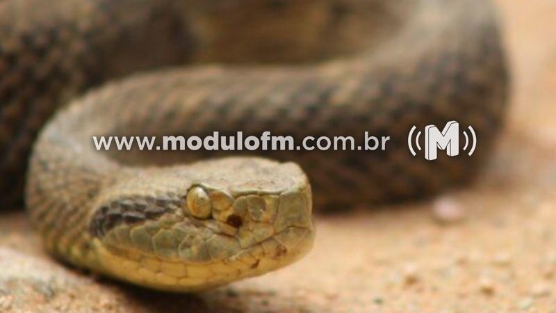 Cobra é capturada em via pública em Patrocínio