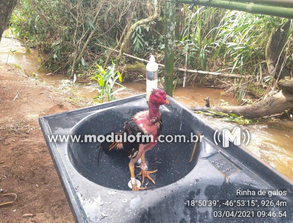 Imagem 6 do post Mais de 20 pessoas são presas em rinha de galo na zona rural de Patrocínio