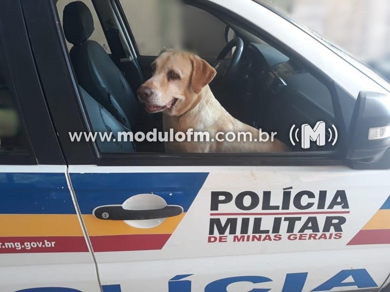 Homem é flagrado abusando sexualmente de cachorro em Patrocínio