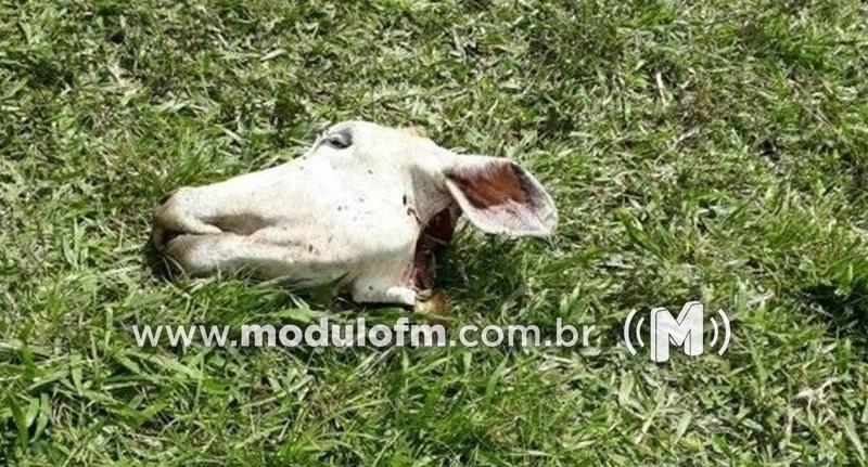 Ladrão mata vaca e rouba a carne na zona rural de Patrocínio