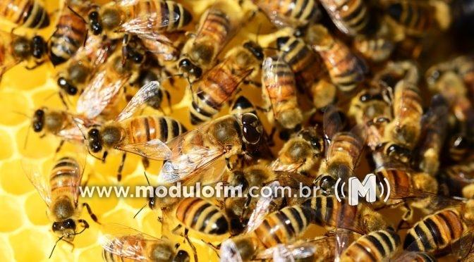 Corpo de Bombeiros retiram enxame de abelhas de propriedade rural com idosos em Patrocínio