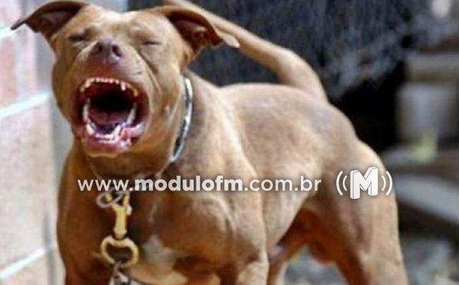 Pit bull mata cadela, ataca e deixa dona desacordada em Patrocínio