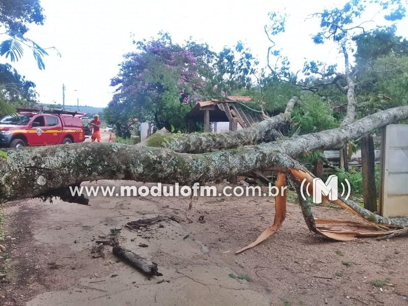 Árvore cai em cima de casa durante chuva em Salitre de Minas