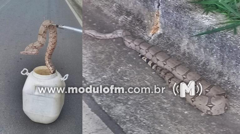 Homem encontra cobra durante caminhada em Patrocínio