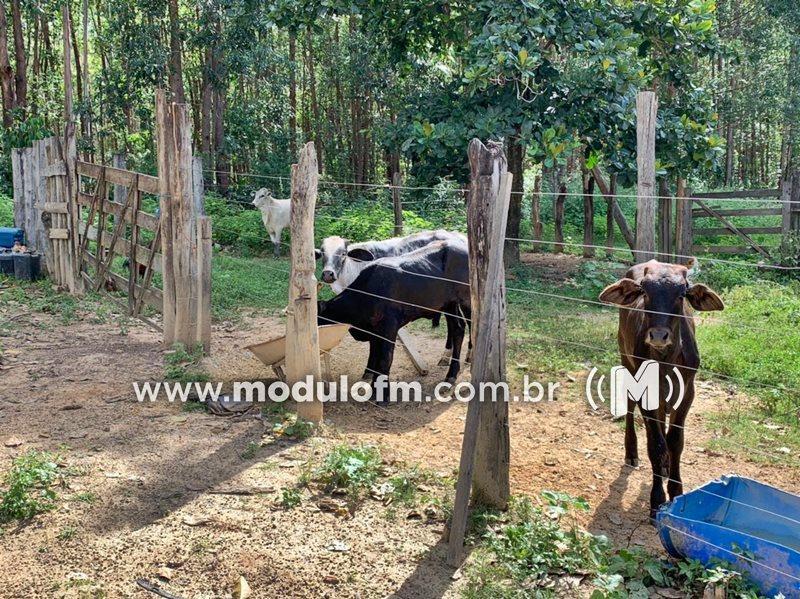 Polícia Militar recupera gado furtado e procura suspeito em Serra do Salitre