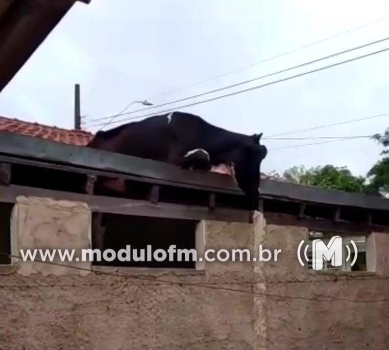 Veja o vídeo: Vaca louca vai parar em telhado de residência na cidade de Estrela do Sul