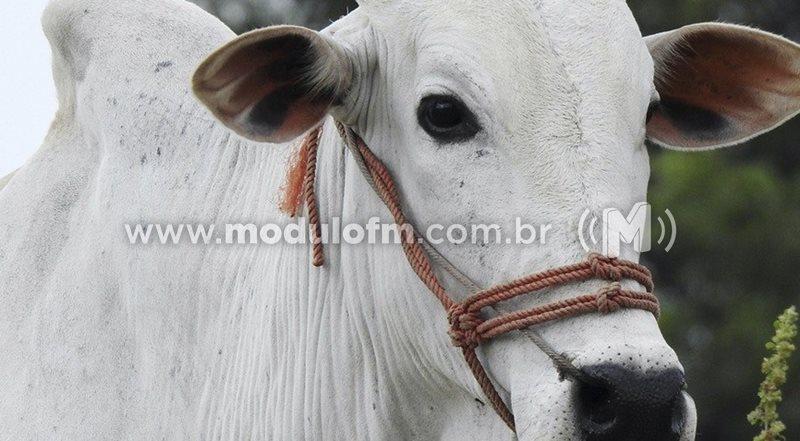 97,5% de bovinos e bubalinos em Minas Gerais são vacinados contra a...