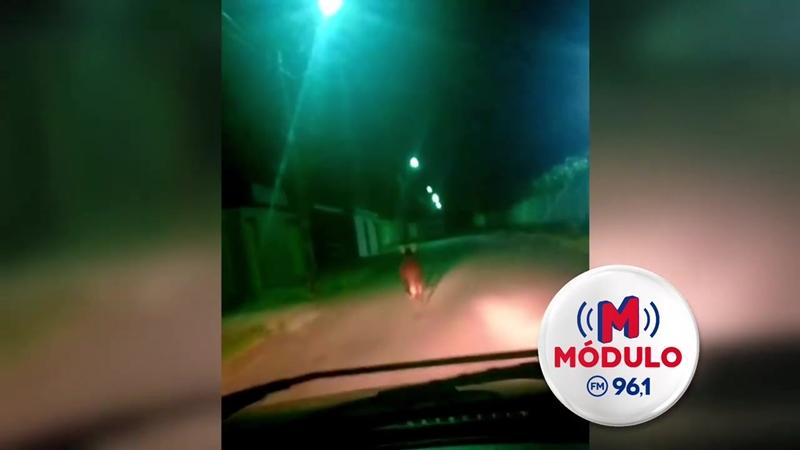 Lobo-guará é flagrado em ruas de Patrocínio; VÍDEO