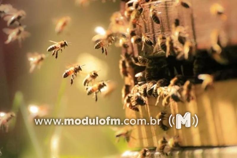 Idoso morre após ser picado por abelhas em Coromandel