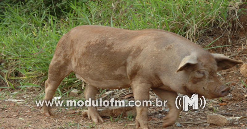Porco é furtado em fazenda em Patrocínio