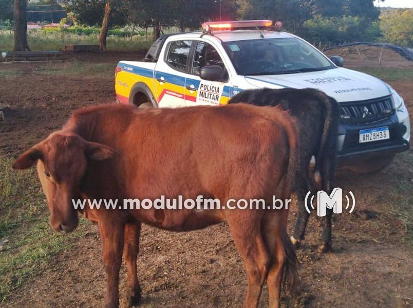 Criminosos invadem fazenda e tentam furtar gado durante a madrugada