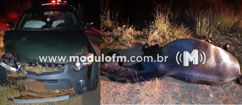 Cavalo morre após ser atropelado por carro na BR-146 em Cruzeiro da Fortaleza