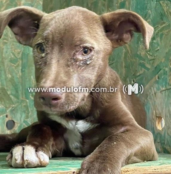 Imagem 3 do post Dois cachorros são resgatados de situação de maus-tratos em Patrocínio
