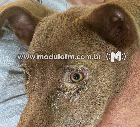 Imagem 2 do post Dois cachorros são resgatados de situação de maus-tratos em Patrocínio