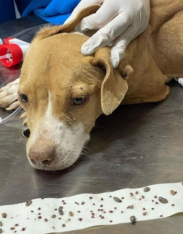 Imagem 4 do post Dois cachorros são resgatados de situação de maus-tratos em Patrocínio