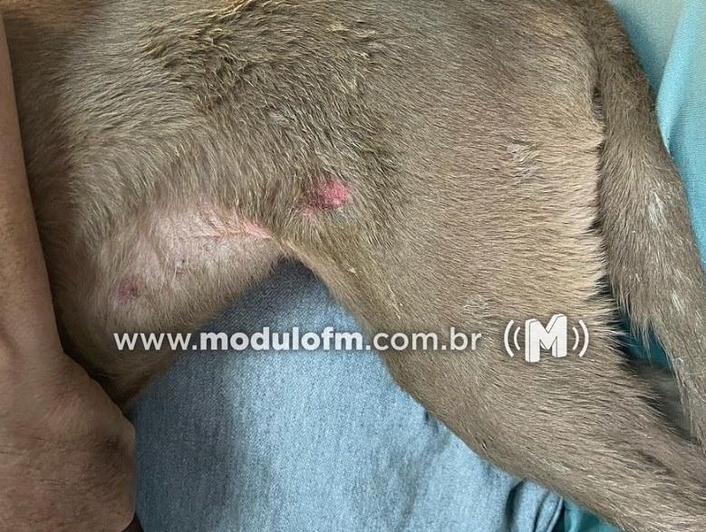 Imagem 5 do post Dois cachorros são resgatados de situação de maus-tratos em Patrocínio
