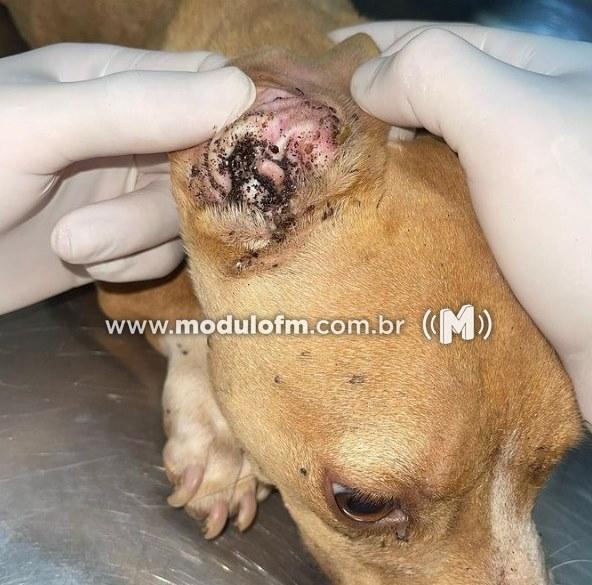 Imagem 1 do post Dois cachorros são resgatados de situação de maus-tratos em Patrocínio