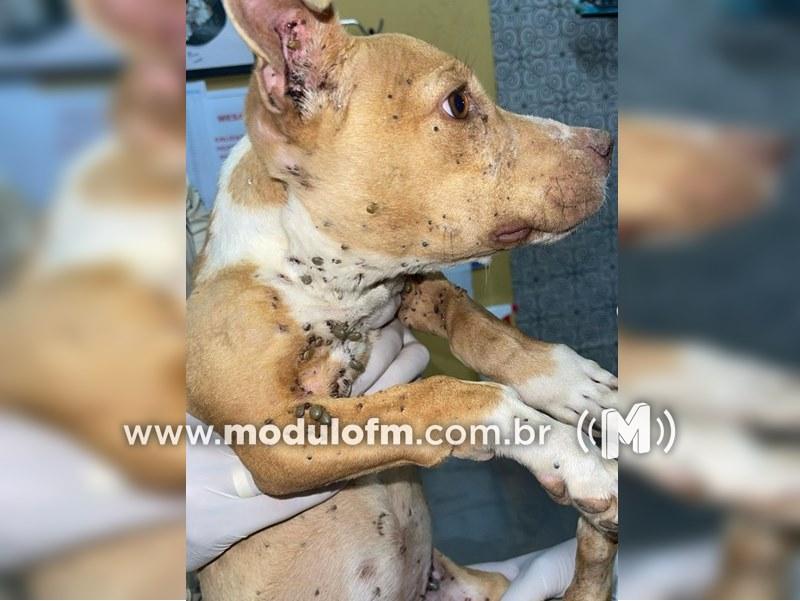Dois cachorros são resgatados de situação de maus-tratos em Patrocínio