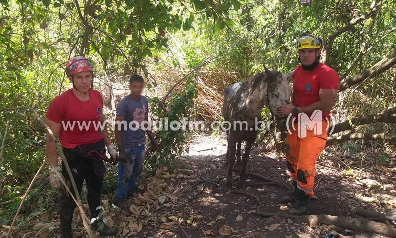 Bombeiros resgatam cavalo que ficou atolado em brejo no bairro Enéas Ferreira de Aguiar