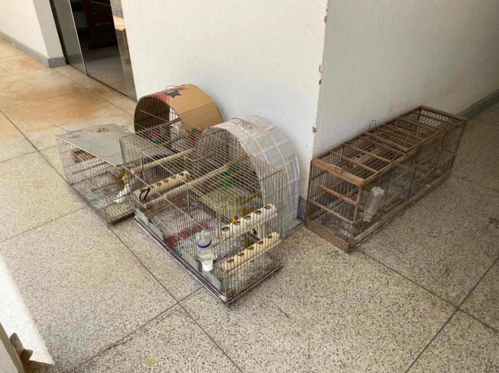 Imagem 1 do post Idoso é flagrado com aves silvestres mantidas em cativeiro ilegal em Patrocínio