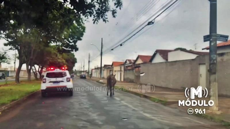 Vídeo mostra cavalo solto andando em avenida que por pouco não provoca acidente com viatura da PM em Patrocínio