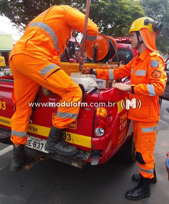 Imagem 1 do post Jararaca é capturada após ser encontrada no canteiro central da Avenida Rui Barbosa em Patrocínio