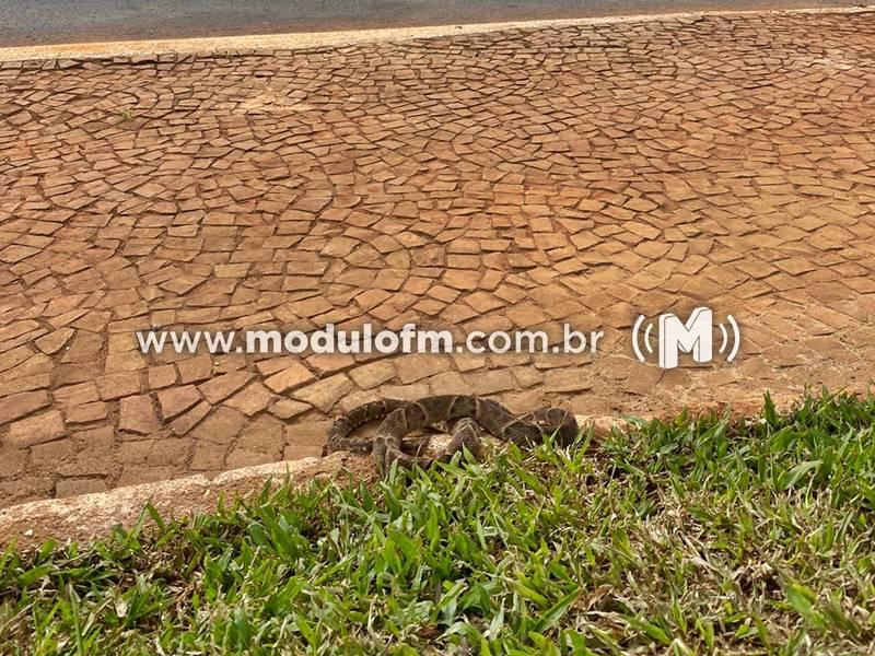 Imagem 2 do post Jararaca é capturada após ser encontrada no canteiro central da Avenida Rui Barbosa em Patrocínio