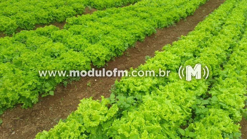 Imagem 2 do post Penitenciária de Patrocínio realiza doação de verduras e hortaliças a instituições beneficentes do município.