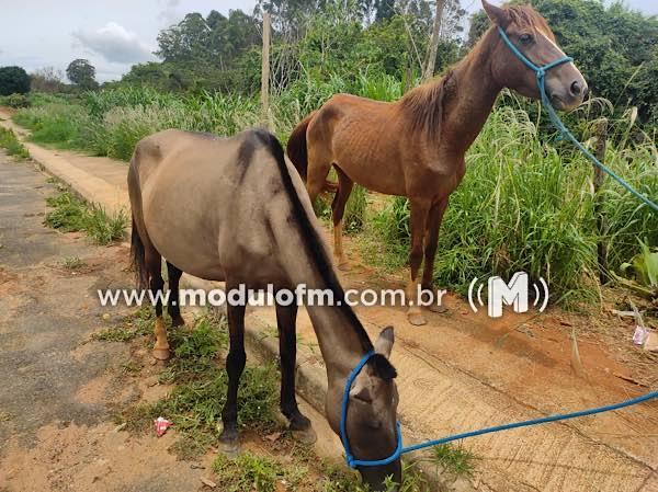 Imagem 1 do post PM recupera animais furtados avaliados em R$ 30 mil