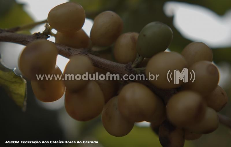 Regiões Produtoras de café do Brasil com Origem Controlada...