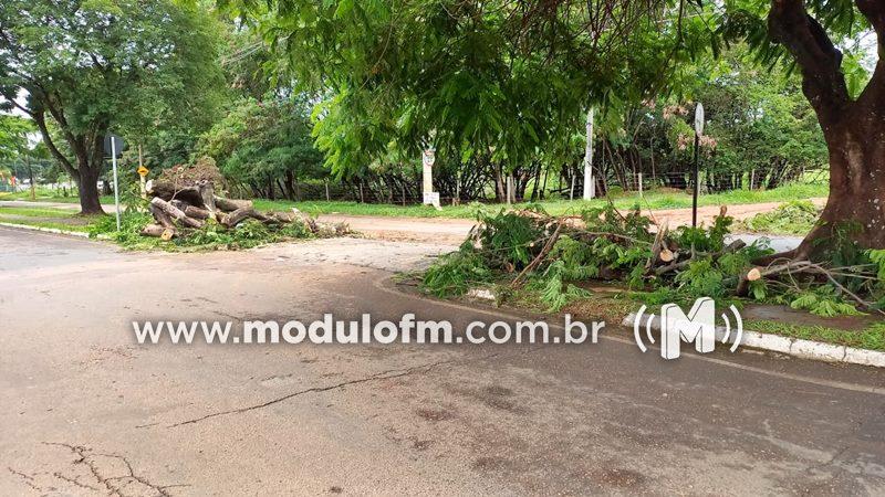 Imagem 1 do post Temporal derruba árvore e causa transtornos na avenida do Catiguá em Patrocínio