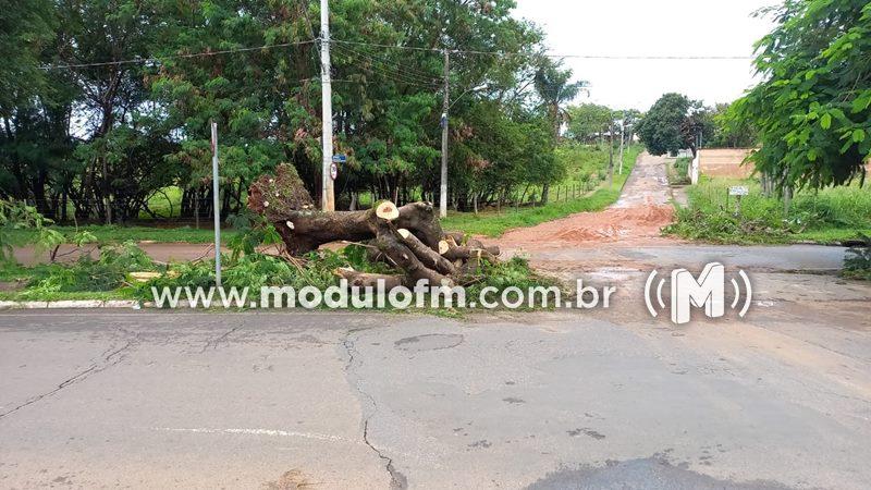 Imagem 2 do post Temporal derruba árvore e causa transtornos na avenida do Catiguá em Patrocínio