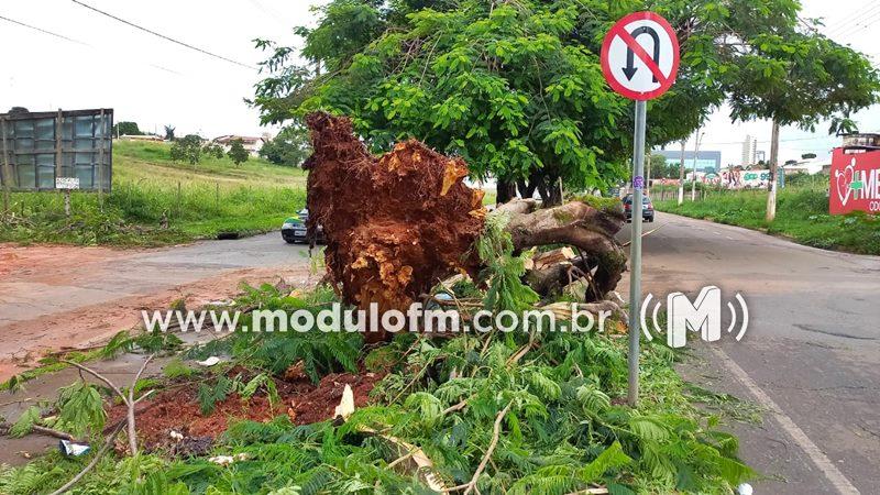 Imagem 3 do post Temporal derruba árvore e causa transtornos na avenida do Catiguá em Patrocínio