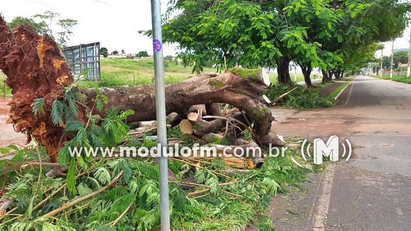 Temporal derruba árvore e causa transtornos na avenida do Catiguá em Patrocínio