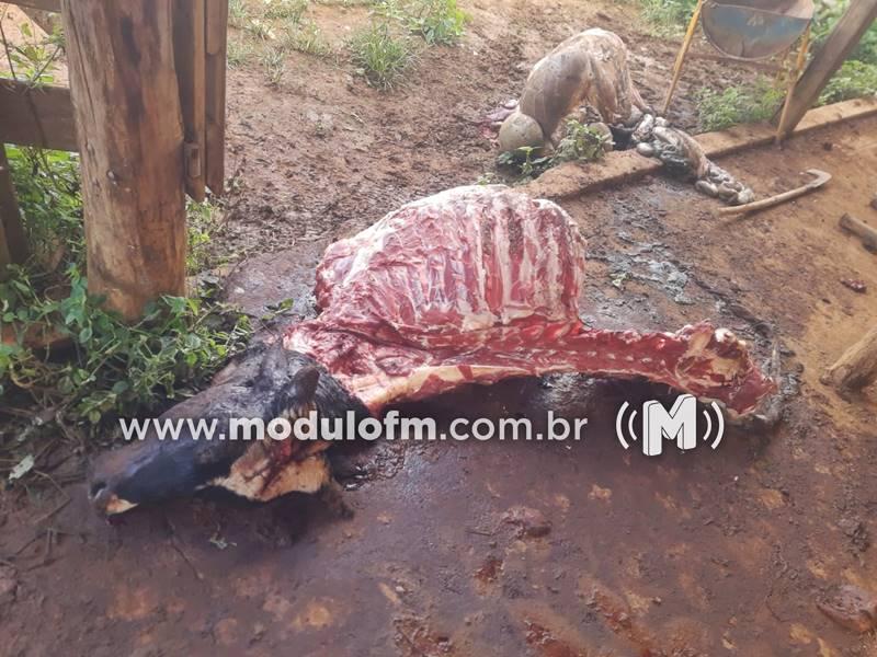 Criminosos invadem fazenda e matam duas vacas para furtar carne em Patrocínio