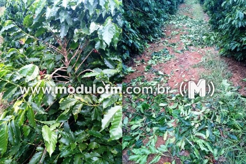 Inusitado: Ladrões colhem e furtam café direto do pé em fazenda na região de Boa Vista