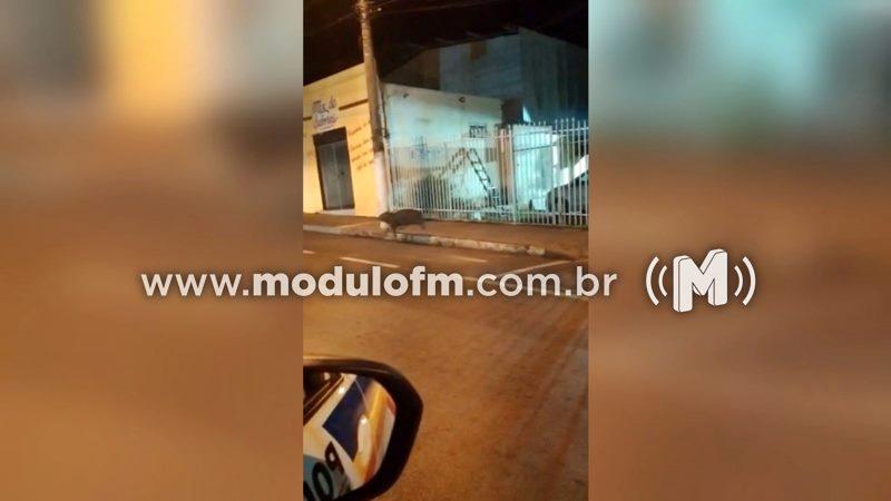 Policial registra cena inusitada: Capivara é flagrada andando pelas ruas de Patrocínio