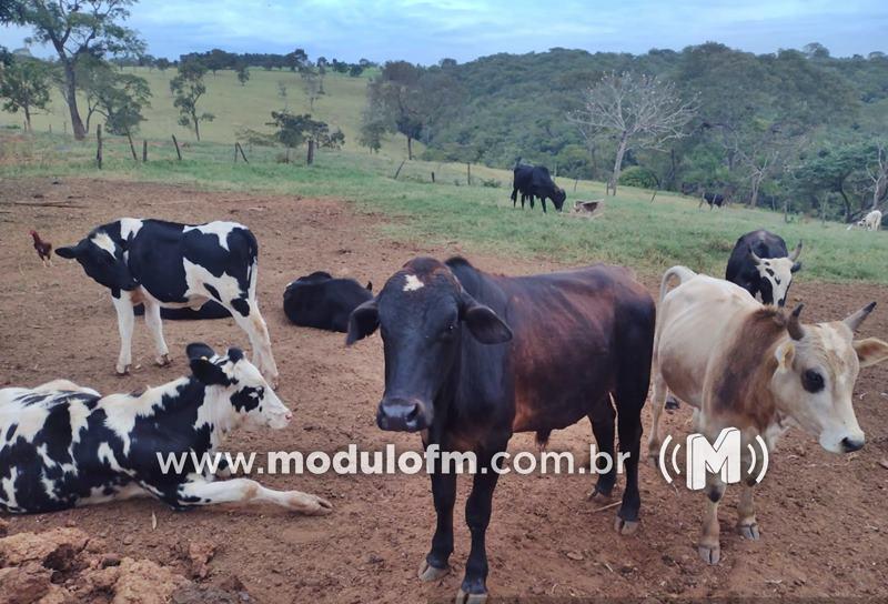 Polícia pede ajuda da população para encontrar proprietário de gado abandonado próximo a Brejo Bonito