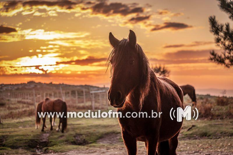 Fazenda em Patrocínio é alvo de bandidos e égua é furtada em Macaúbas de Baixo