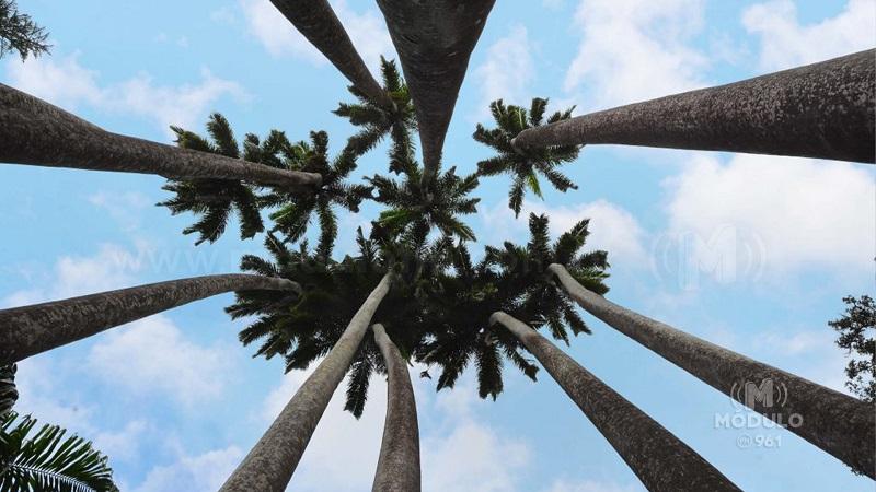 Mudança de ideia: prefeito quer plantar palmeiras imperiais na avenida do Catiguá
