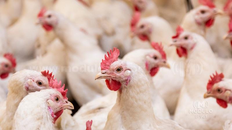 Atualização sobre a influenza aviária será tema de palestra...