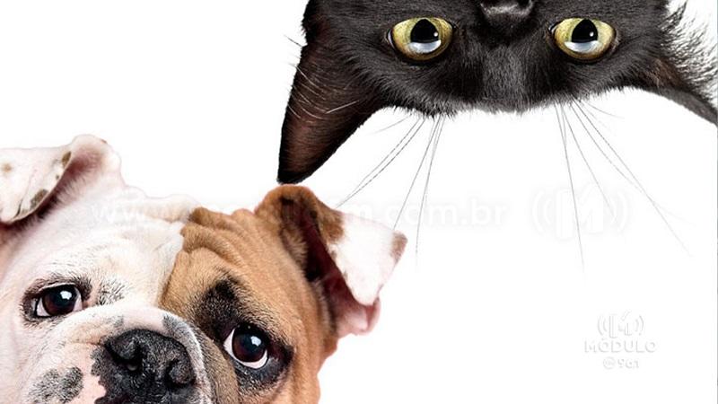 Começa hoje (11) a vacinação de cães e gatos na área urbana de Patrocínio