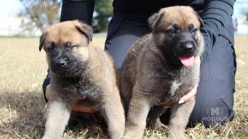 Votação é aberta para escolha de nomes dos novos cães da Polícia Civil