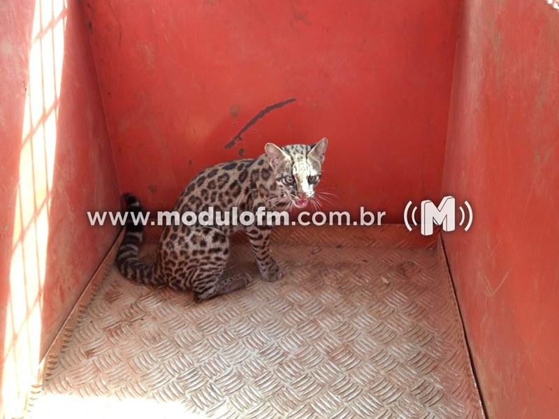 Gato-Maracajá ameaçado de extinção é resgatado pelos bombeiros em oficina de Patrocínio