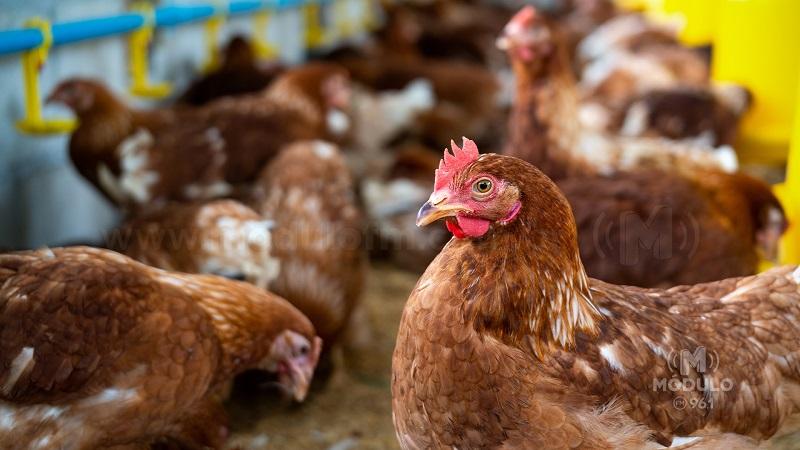 IBGE: Patrocínio tem menos galinhas do que Patos de Minas e Coromandel