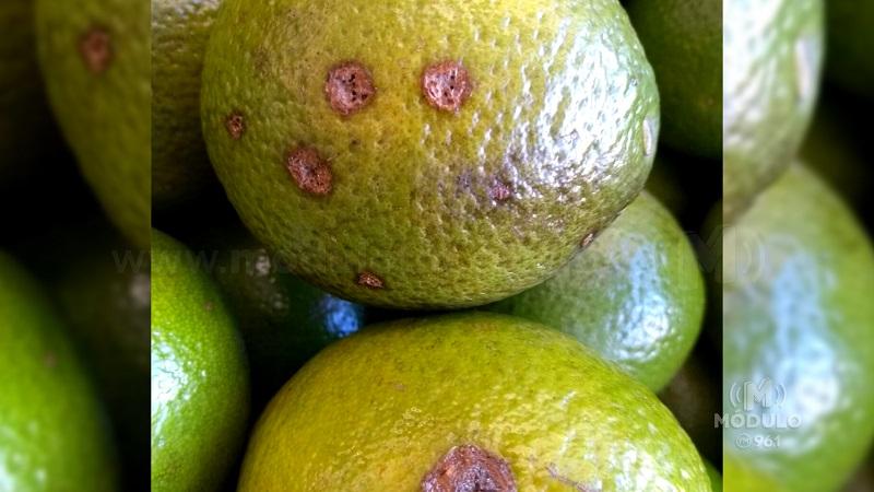 Produtores de citros de Minas devem ficar em alerta...