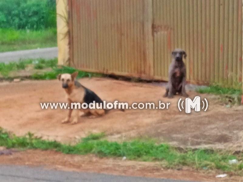 Situação preocupante: morador do bairro Cruzeiro da Serra denuncia abandono de cães e cobra ação das autoridades em Patrocínio