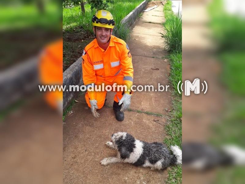 Cãozinho é resgatado após cair em galeria de águas pluviais em Patrocínio